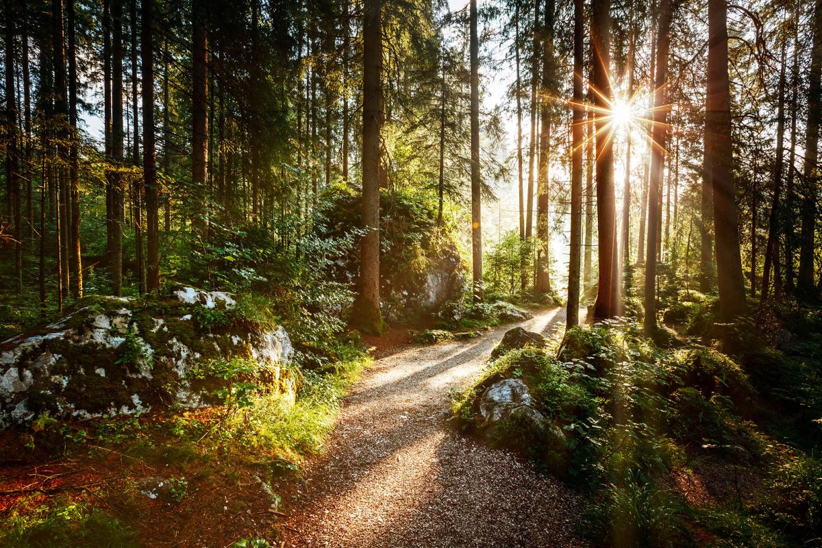 Bild von einem Wald im Sonnenlicht